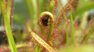 Controlling pests with natural adhesive trapping mechanisms