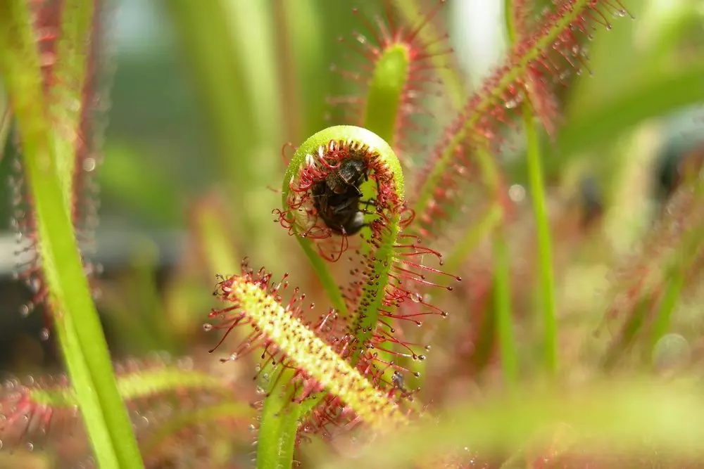 Controlling pests with natural adhesive trapping mechanisms