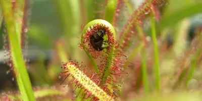 Controlling pests with natural adhesive trapping mechanisms