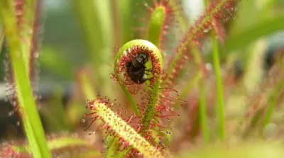 Controlling pests with natural adhesive trapping mechanisms