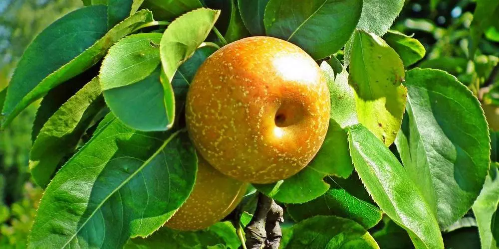 Europese peren uit de gratie in China