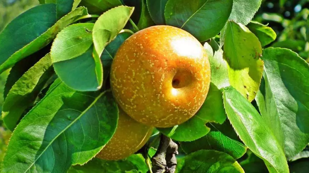 European pears out of favour in China