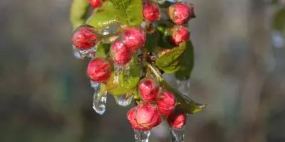 Severe night frost in Poland for the third year in a row