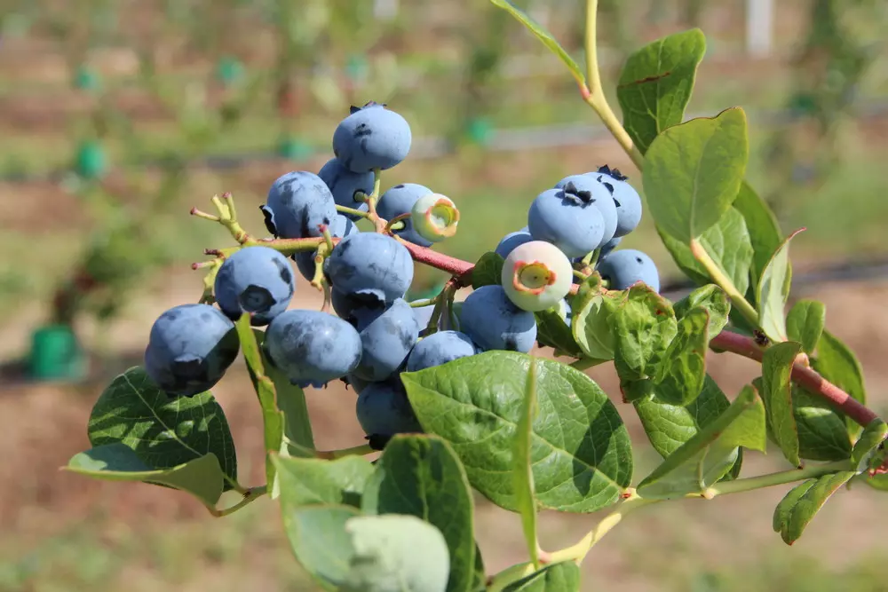 Starker Preisverfall bei Heidelbeeren in China aufgrund steigender Produktion