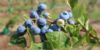 Starker Preisverfall bei Heidelbeeren in China aufgrund steigender Produktion