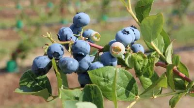 Sterke daling prijs blauwe bessen in China door toename productie