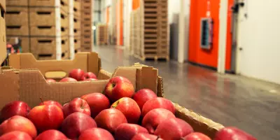Apple fruit waiting to be moved into cold storage in food processing factory.