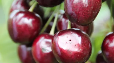 Sluipwespen helpen fruitteler in strijd tegen de suzuki-fruitvlieg