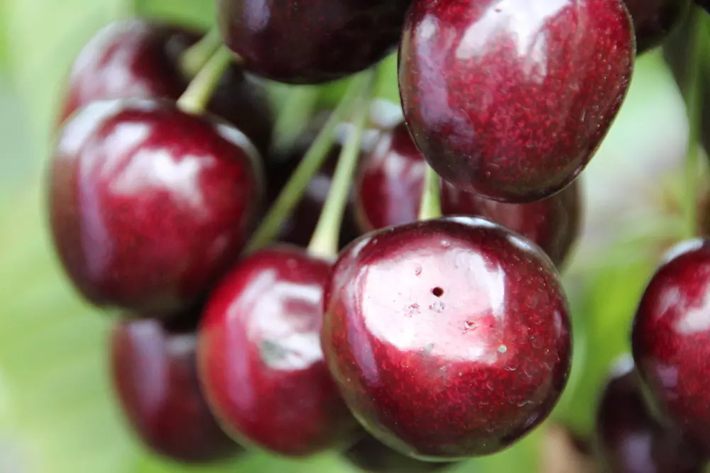 Sluipwespen helpen fruitteler in strijd tegen de suzuki-fruitvlieg