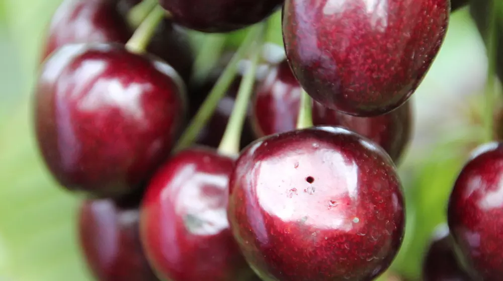 Parasitic wasps help fruit grower in fight against spotted wing drosophila