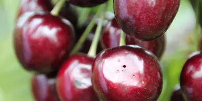 Parasitic wasps help fruit grower in fight against spotted wing drosophila