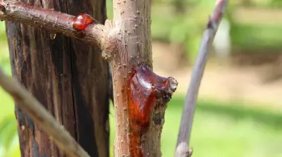 Control of bacterial canker made difficult by pathogen adaptations