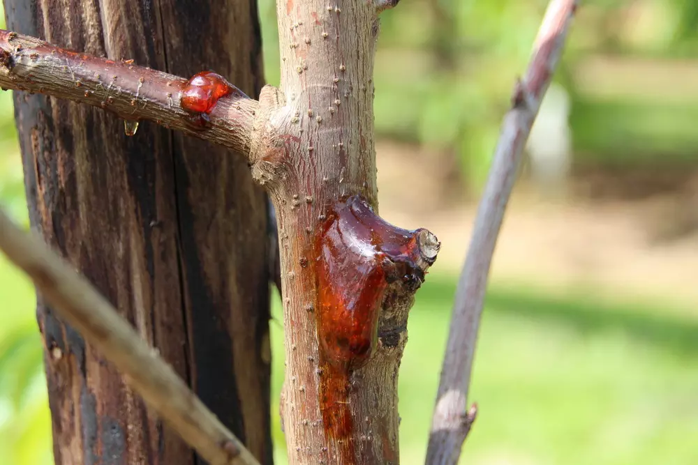 Control of bacterial canker made difficult by pathogen adaptations