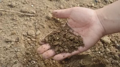 Groter effect van gewasbeschermingsmiddelen op het bodemleven dan gedacht