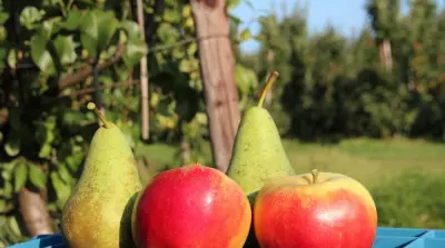 Oogstraming 2026: minder appels, meer peren