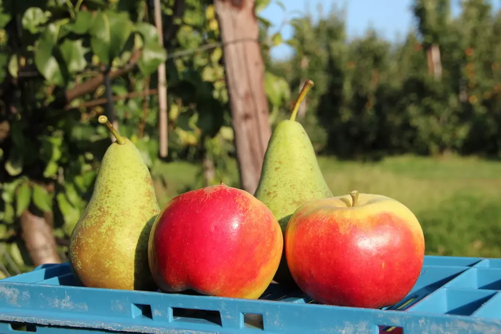 Oogstraming 2026: minder appels, meer peren