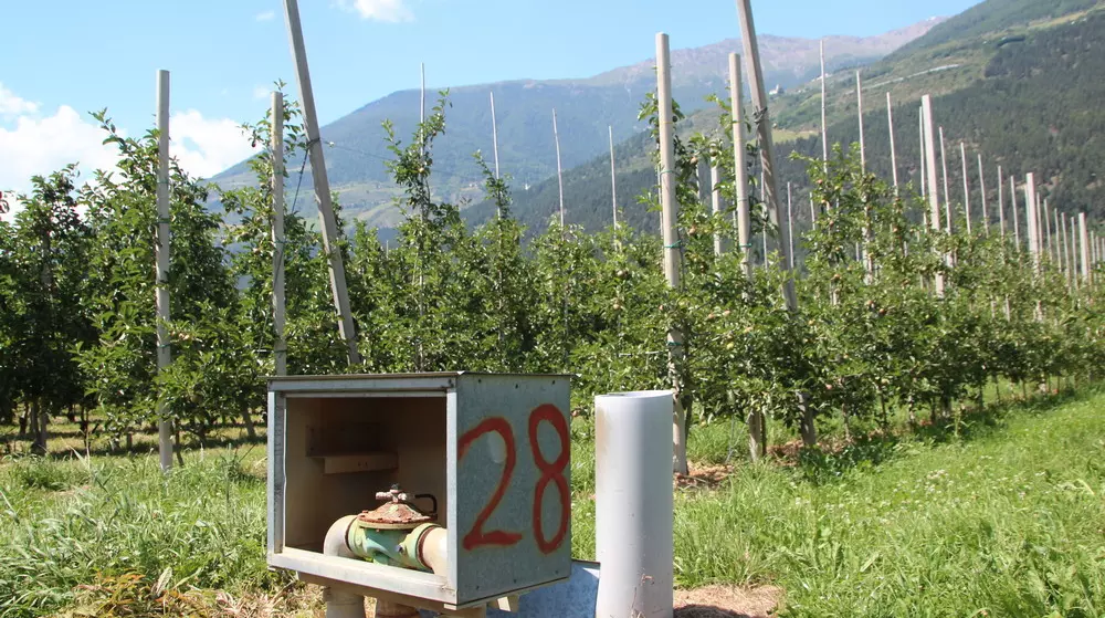 Overhead sprinkler irrigation ban for fruit growers in South Tyrol