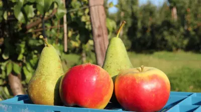Niederl&auml;ndische Erntesch&auml;tzung 2026: weniger &Auml;pfel, mehr Birnen