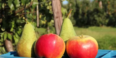 Dutch 2026 crop forecast: fewer apples, more pears