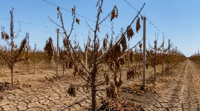 Gevolgen van droge zomer ook komende jaren nog merkbaar