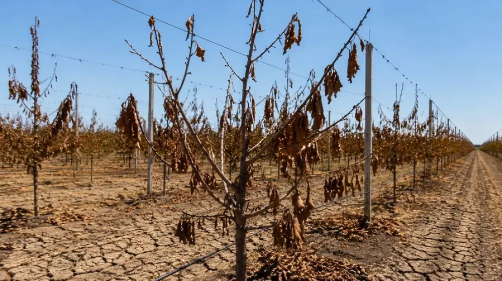 Effects of dry summer will be felt for years to come