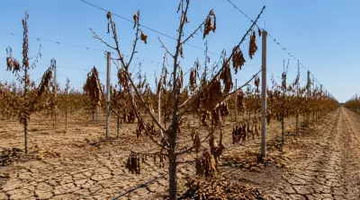 Effects of dry summer will be felt for years to come