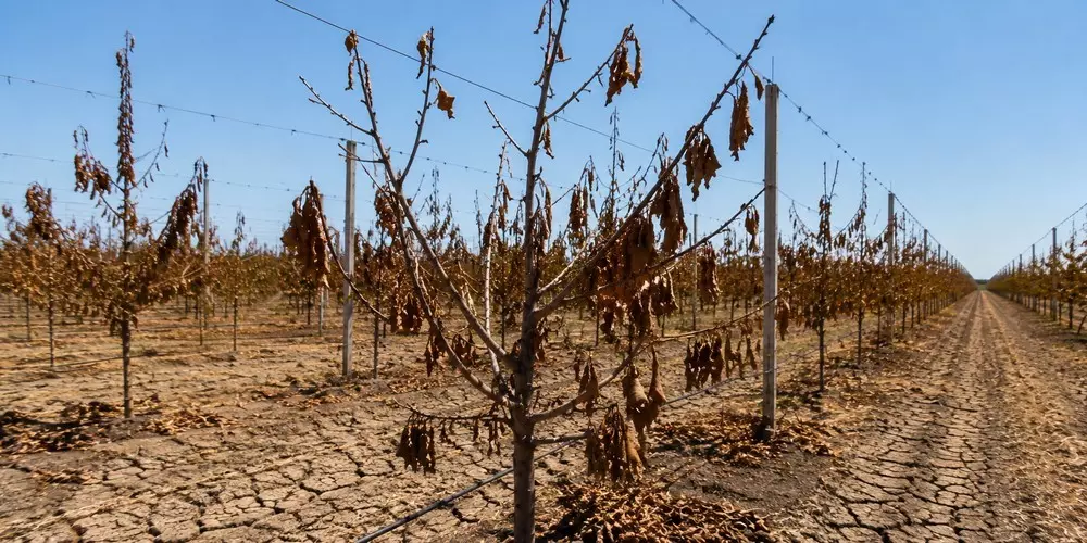 Effects of dry summer will be felt for years to come