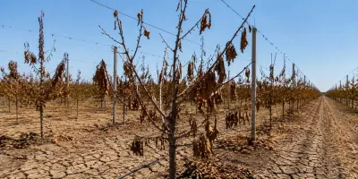Effects of dry summer will be felt for years to come