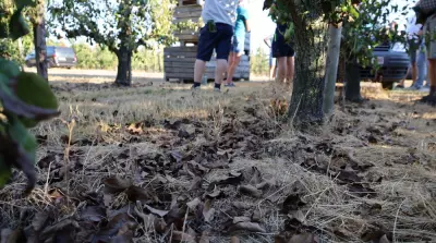 Conference most susceptible to leaf scorch