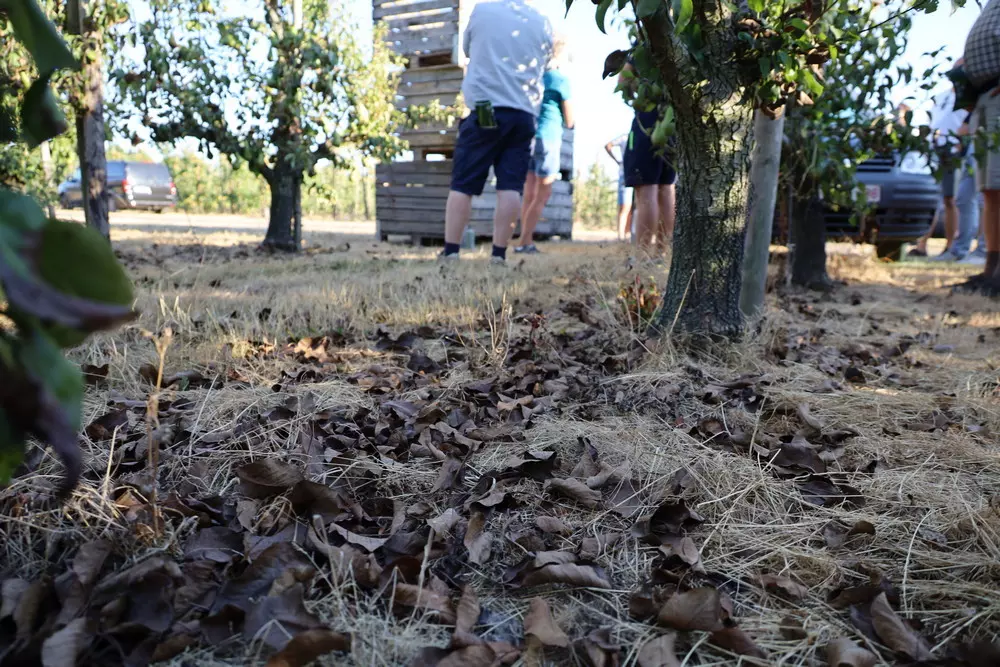 Conference most susceptible to leaf scorch