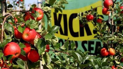 First Kick! apples auctioned