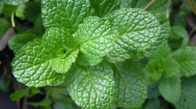 Deploying mint plants to chase away mice