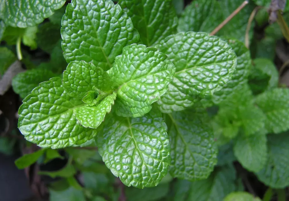 Deploying mint plants to chase away mice
