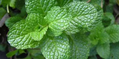 Deploying mint plants to chase away mice
