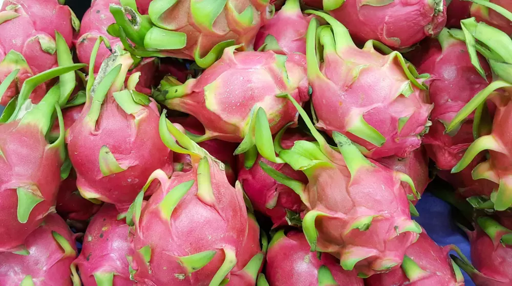 Climate change enables pitaya production in Spain