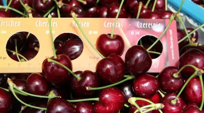 Deutsche S&uuml;&szlig;kirschenernte 16 Prozent &uuml;ber Zehnjahresdurchschnitt